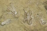 Plate of Crinoid, Starfish & Bryozoa Fossils - Illinois? #240260-4